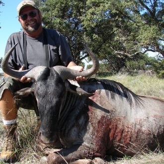 Trophy Wildebeest